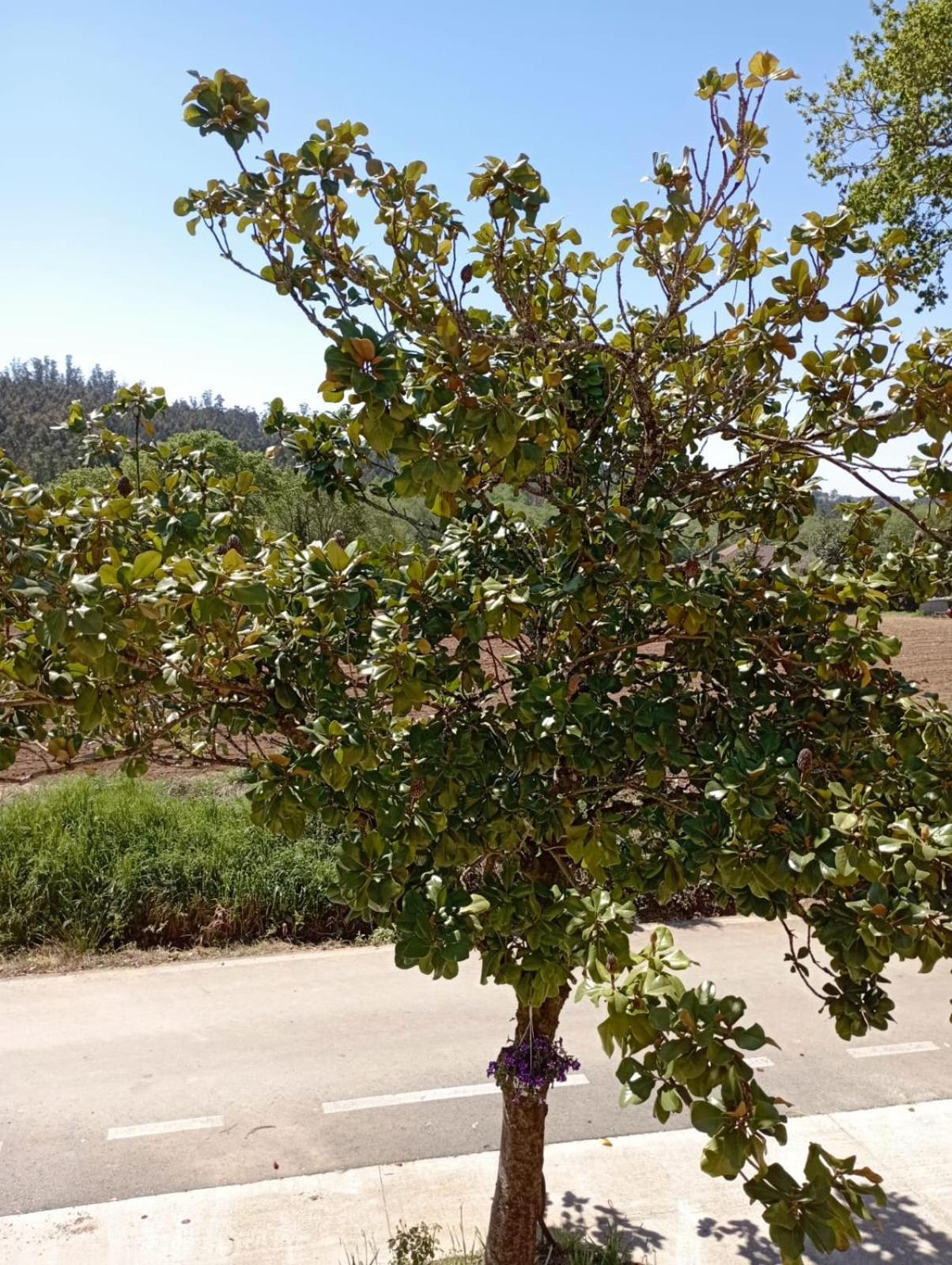 דירות Ordes A Casa Do San Paio De Buscas מראה חיצוני תמונה
